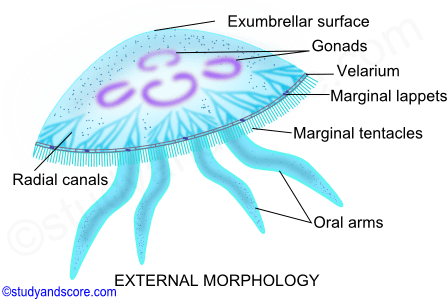 Aurelia external morphology, oral arms, maginal tentacles, radial canals, exumbrellar surface, velarium